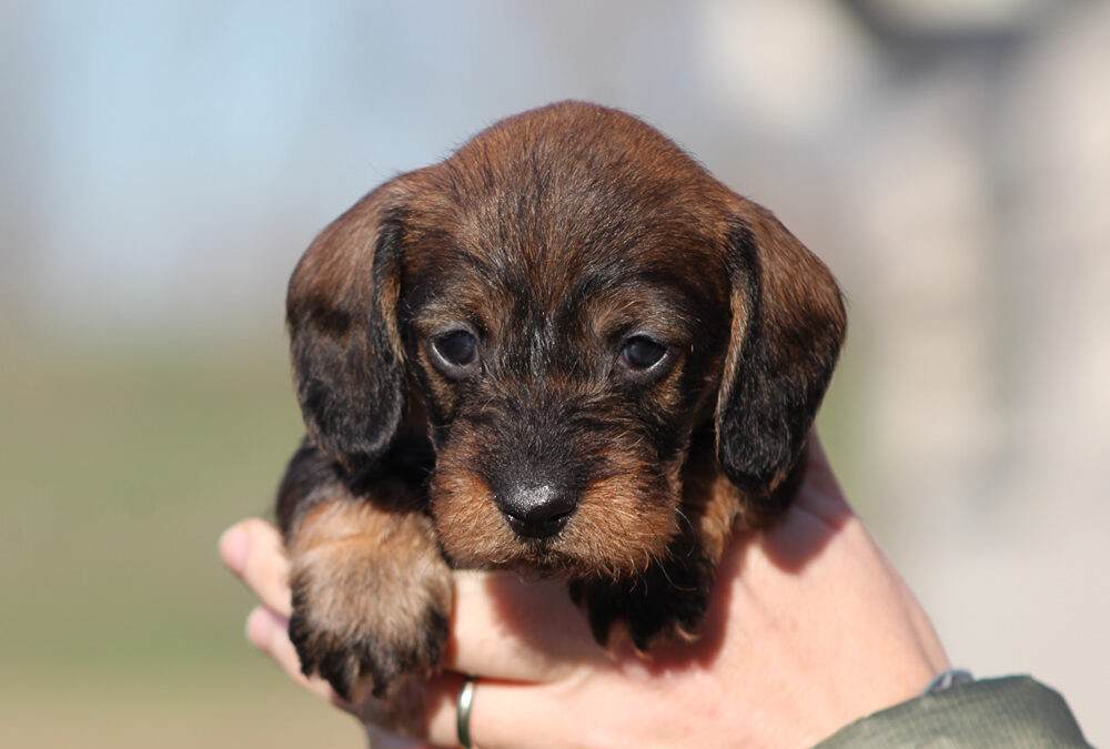 Cuccioli “Z” di Casa Mainardi