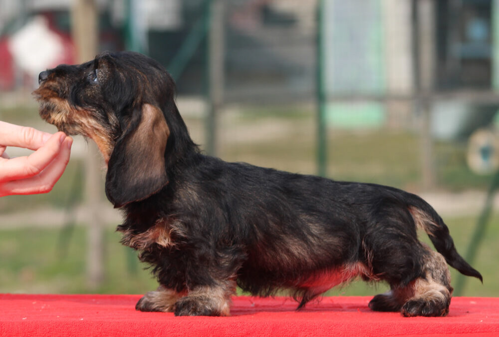 Cucciolata “Z” di Casa Mainardi