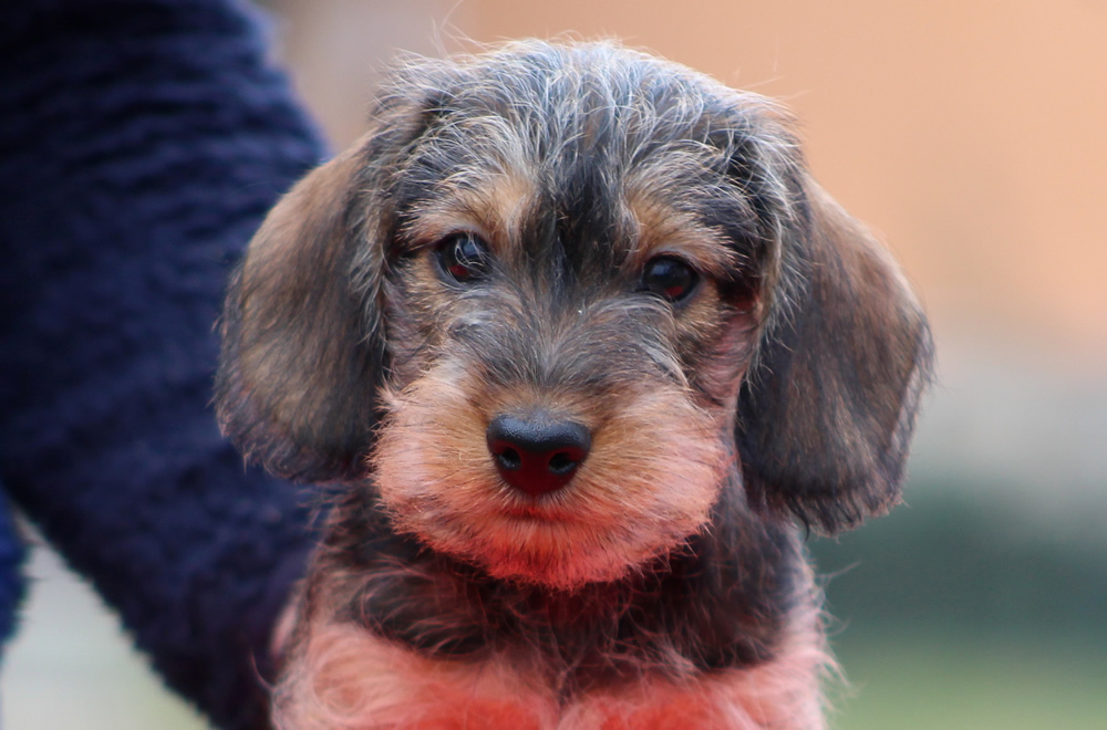 Cuccioli “U” di Casa Mainardi