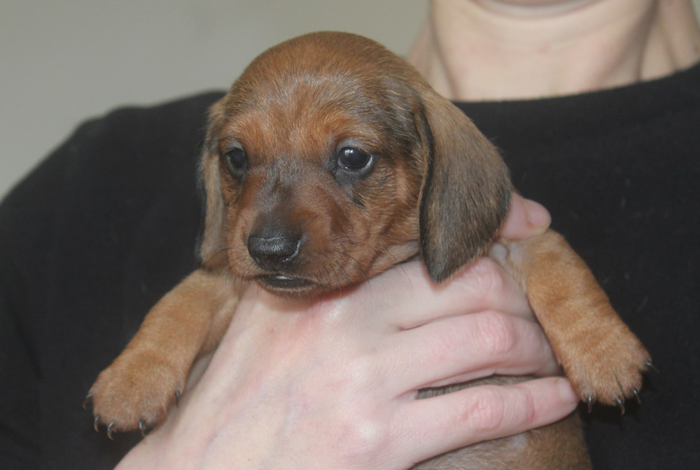 Cuccioli “A” di Casa Mainardi