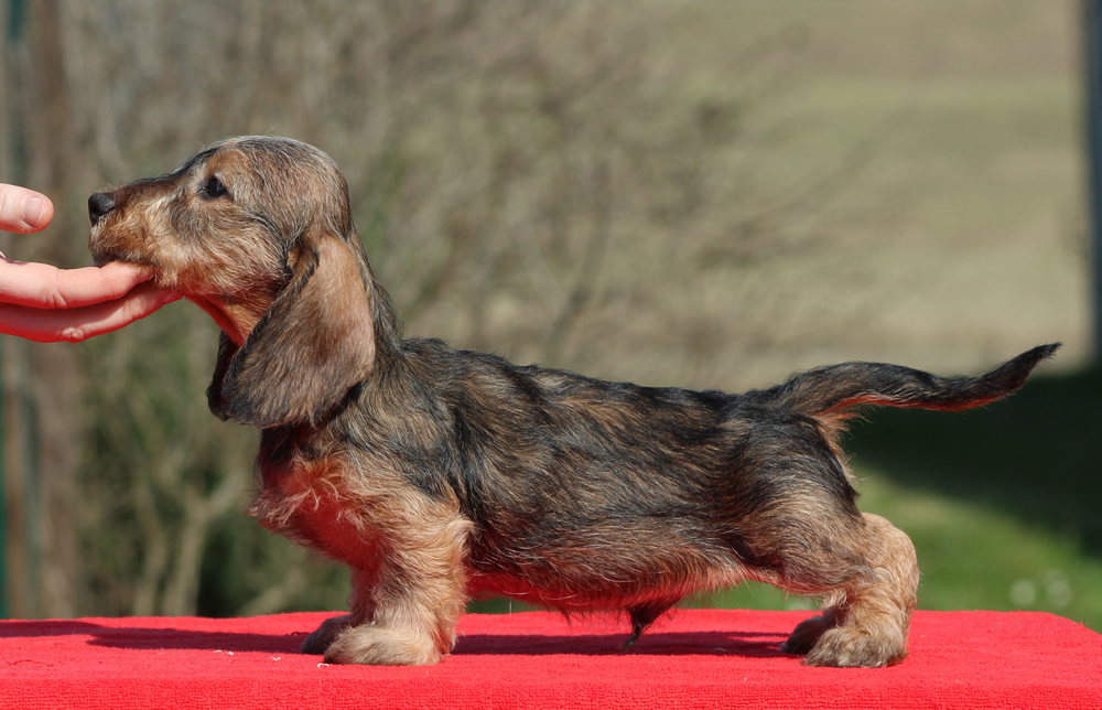 Cuccioli “B” di Casa Mainardi