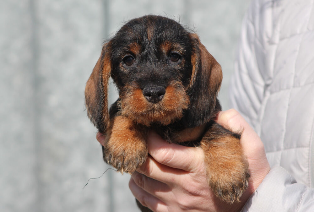 Cuccioli “C” di Casa Mainardi