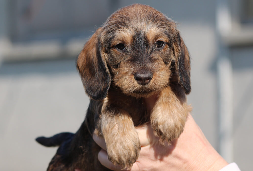 Cuccioli “B” di Casa Mainardi