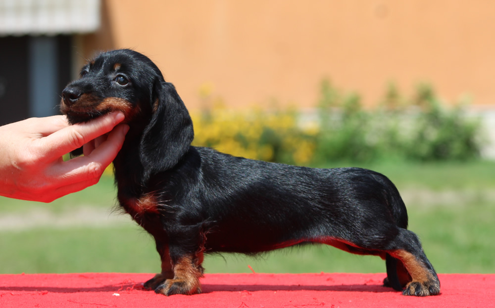 Cucciolata “F” di Casa Mainardi