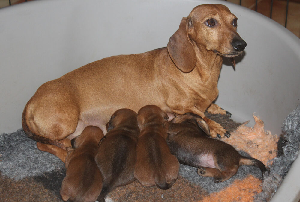 Cuccioli di Bassotto a Pelo Corto