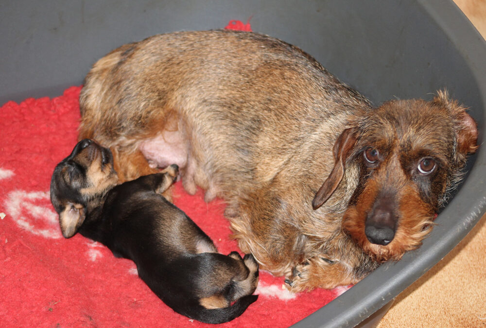 Cucciolata “I” di Casa Mainardi