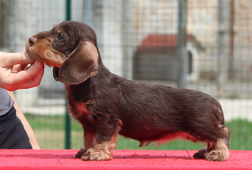 Cucciolata “H” di Casa Mainardi