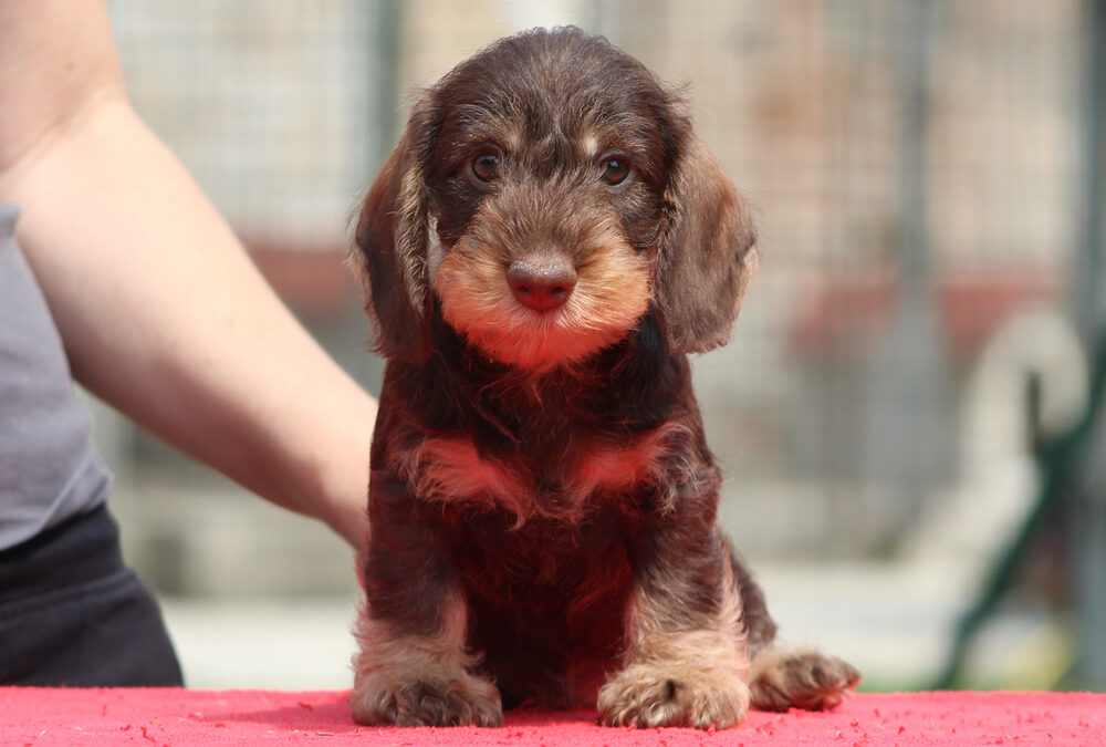 Cuccioli “G” e “H” di Casa Mainardi