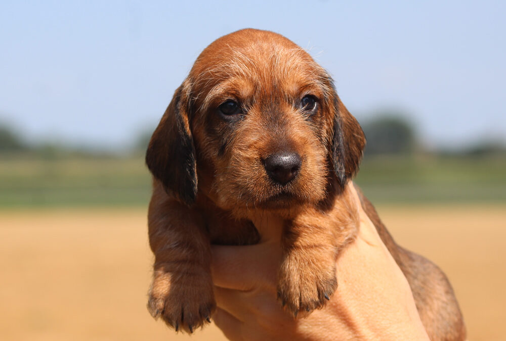 Cuccioli “M” di Casa Mainardi