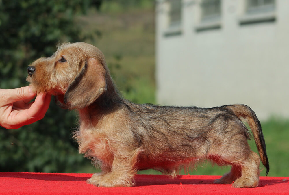 Cucciolata “N” di Casa Mainardi