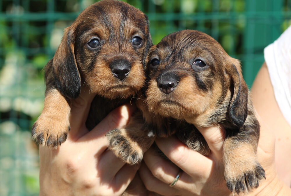 Nuove foto dei cuccioli “O”, “P” e “Q”!