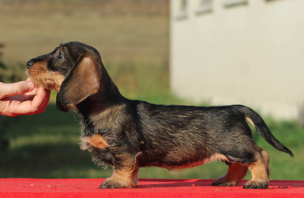 Cucciolata “P” di Casa Mainardi