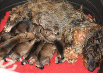 cuccioli bassotto tedesco pelo duro di casa mainardi