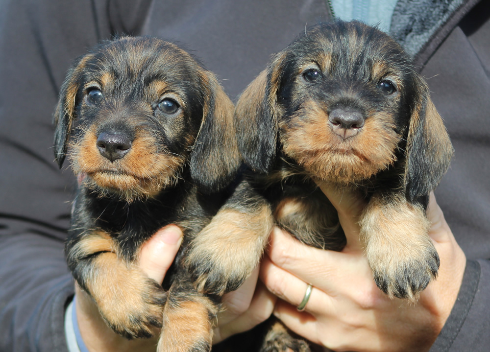 cuccioli “S” di Casa Mainardi – 37 giorni