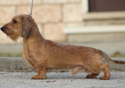 kaninchen foglia secca pelo duro bassotto tedesco