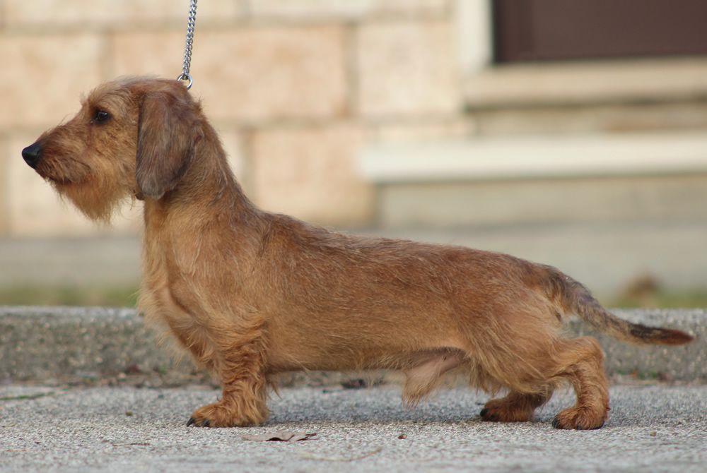 kaninchen foglia secca pelo duro bassotto tedesco