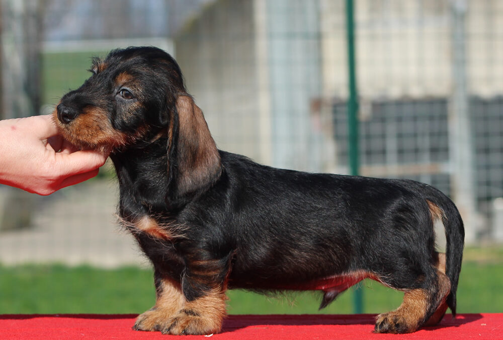 Cuccioli “V” di Casa Mainardi