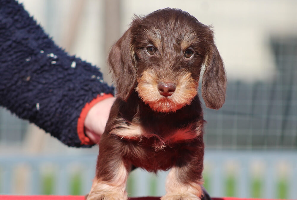 Cuccioli “A” e “Z” di Casa Mainardi