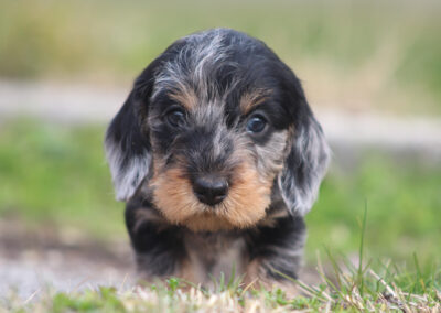 cucciolo bassotto tedesco pelo duro arlecchino silver merle