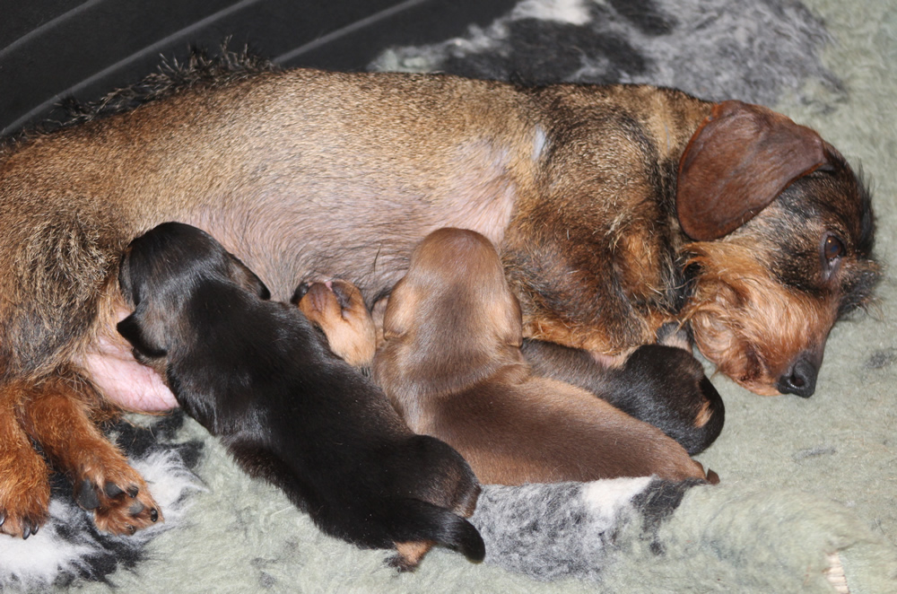 Cucciolata “B” di Casa Mainardi