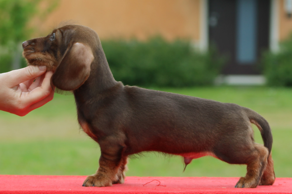 Cucciolata “B” di Casa Mainardi