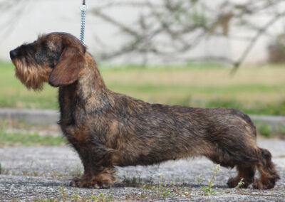 bassotto tedesco kaninche cinghiale pelo duro