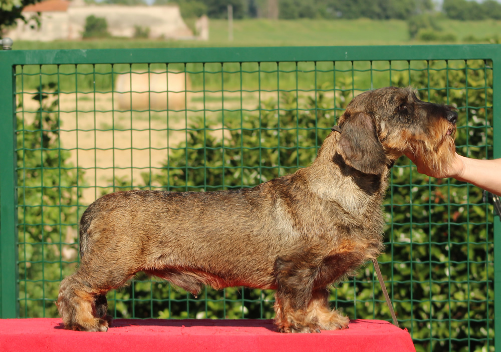 Fast and Furios of Karma’s Legacy “Furio” – 3 anni