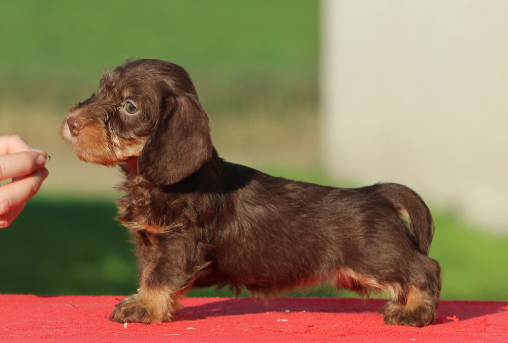 Cucciolata “L” di Casa Mainardi