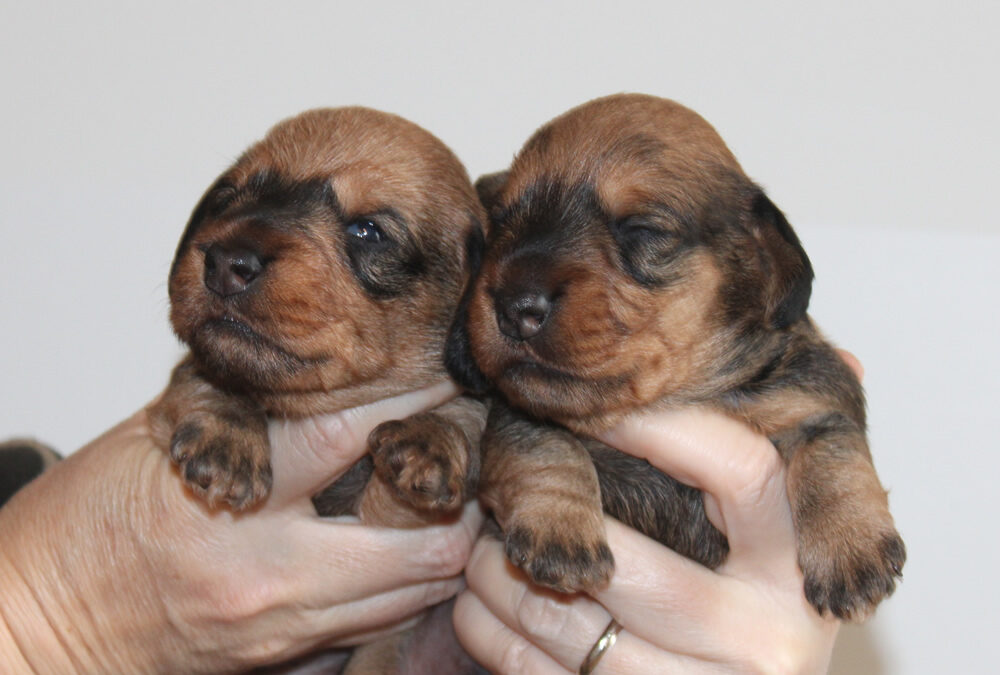 Cuccioli “R” di Casa Mainardi