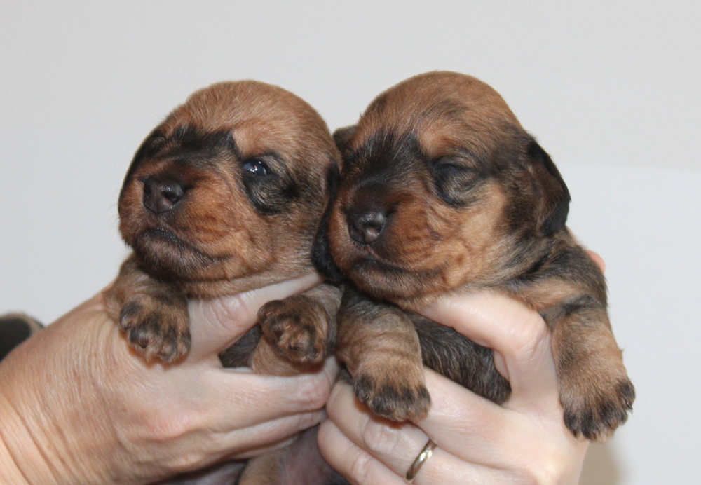 Cuccioli “R” di Casa Mainardi: maschi foglia secca a 15 giorni