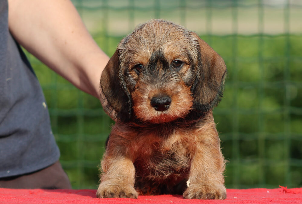 Nuove foto – Cuccioli “R” di Casa Mainardi