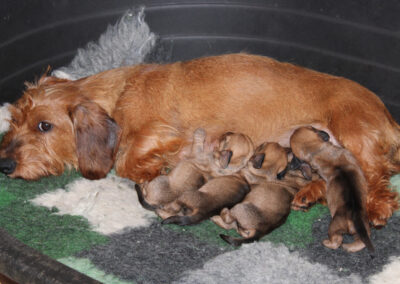 Cucciolata “S” di Casa Mainardi