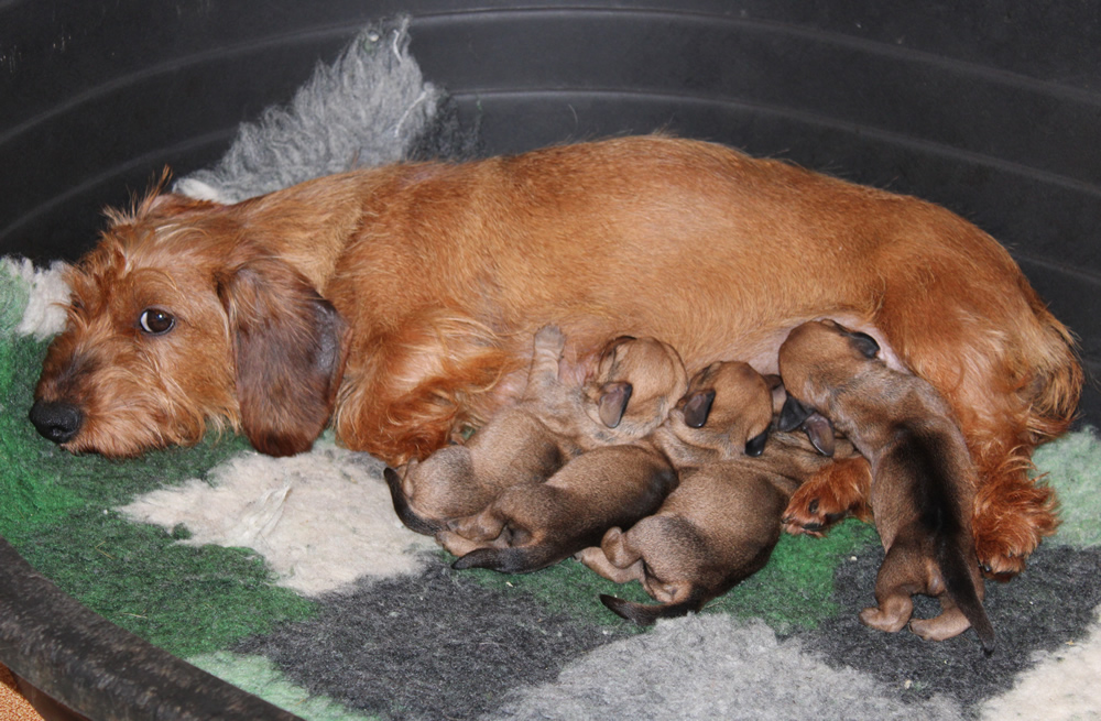 Cucciolata “S” di Casa Mainardi