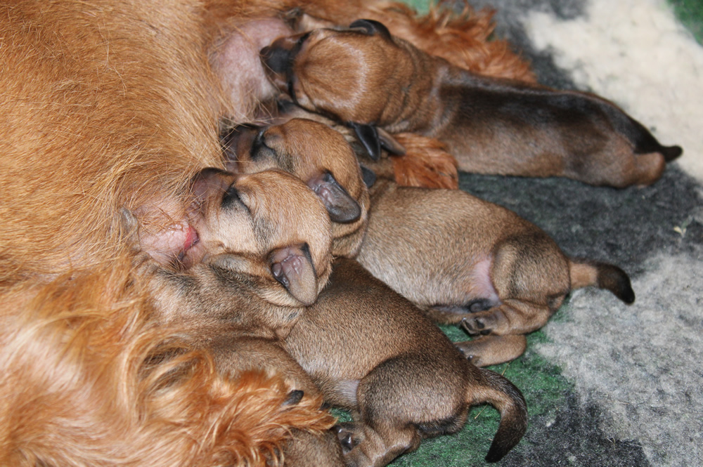 Nuovi cuccioli!