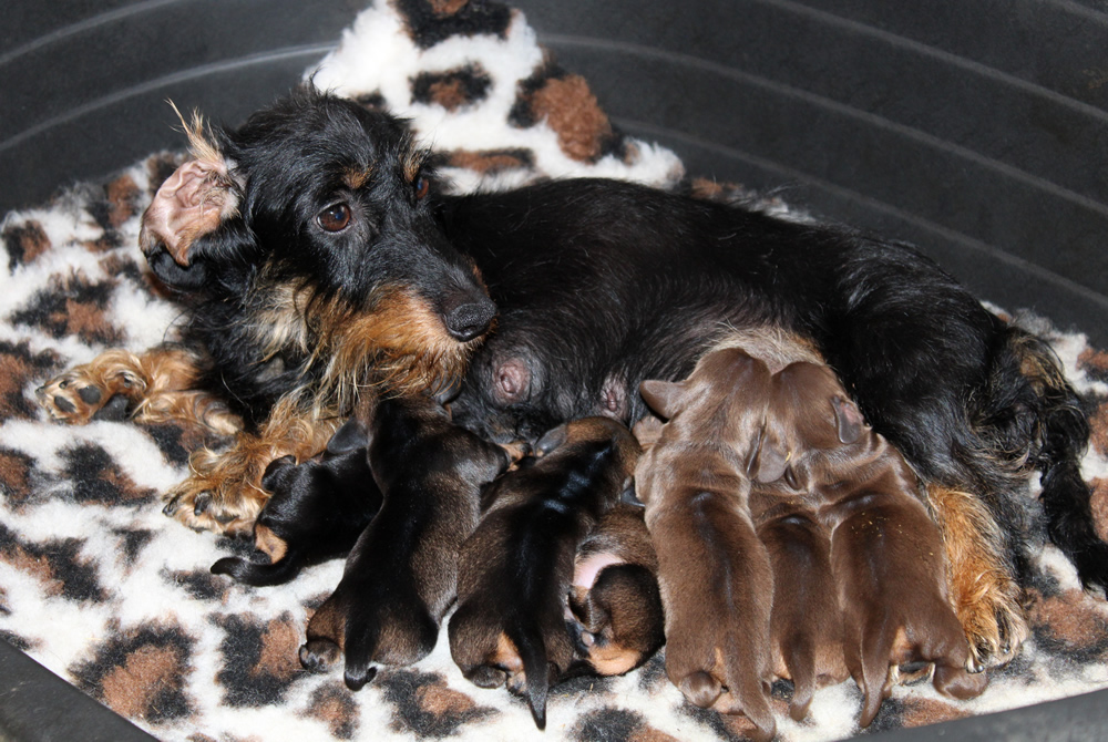 Valeris e i cuccioli “V” di Casa Mainardi