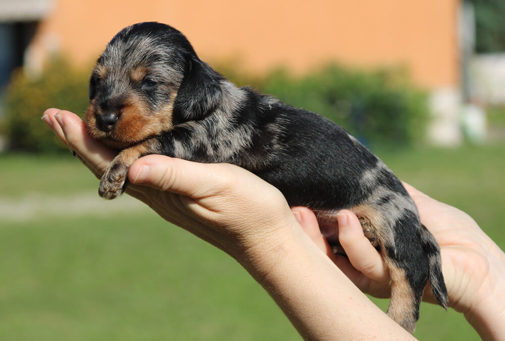Cucciolata “T” di Casa Mainardi