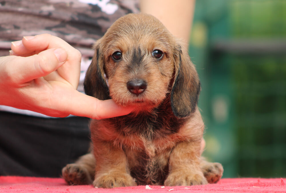 Nuove foto – cuccioli “S” di Casa Mainardi
