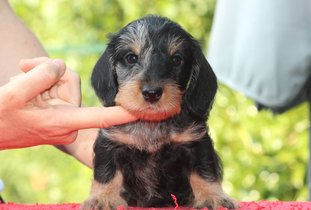 Nuove foto – Cuccioli “T” di Casa Mainardi