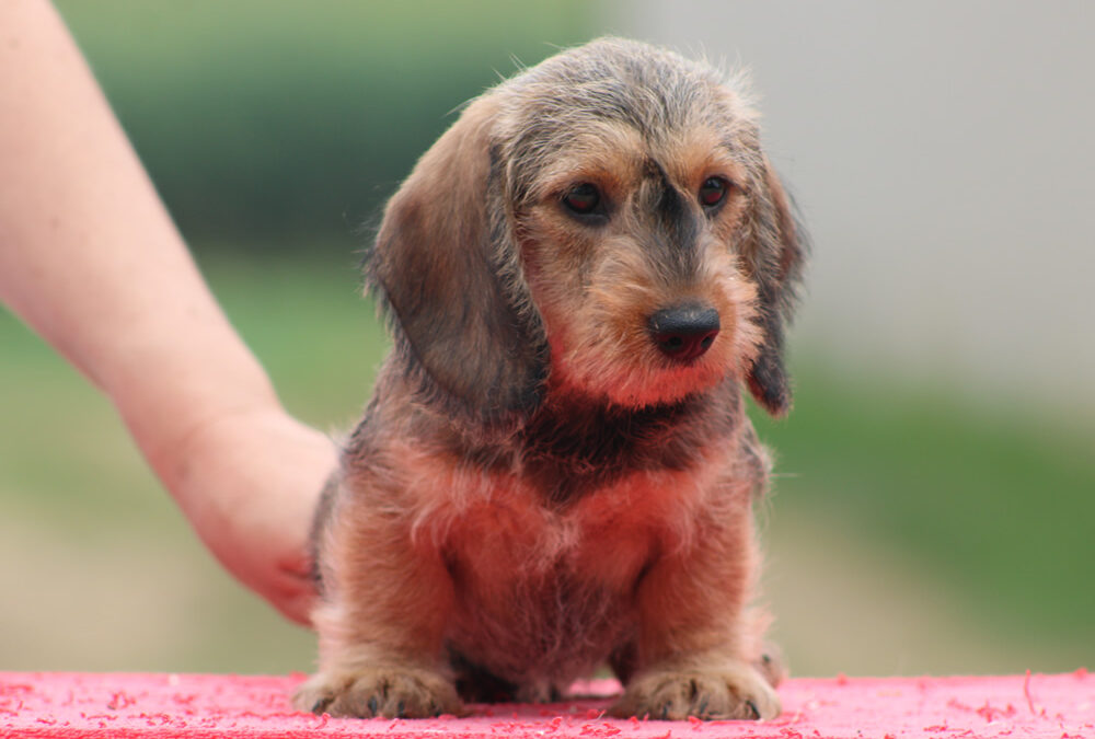 Nuove foto – Cuccioli “S” di Casa Mainardi