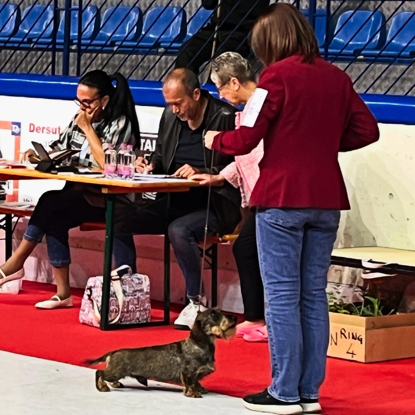 IDS di Piancavallo 2025: Uramaki Dragon di Casa Mainardi CAC CACIB BOB