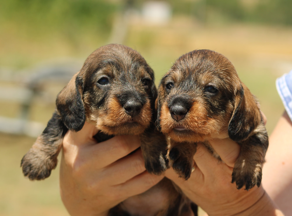 Cuccioli “Z” di Casa Mainardi – 24 giorni