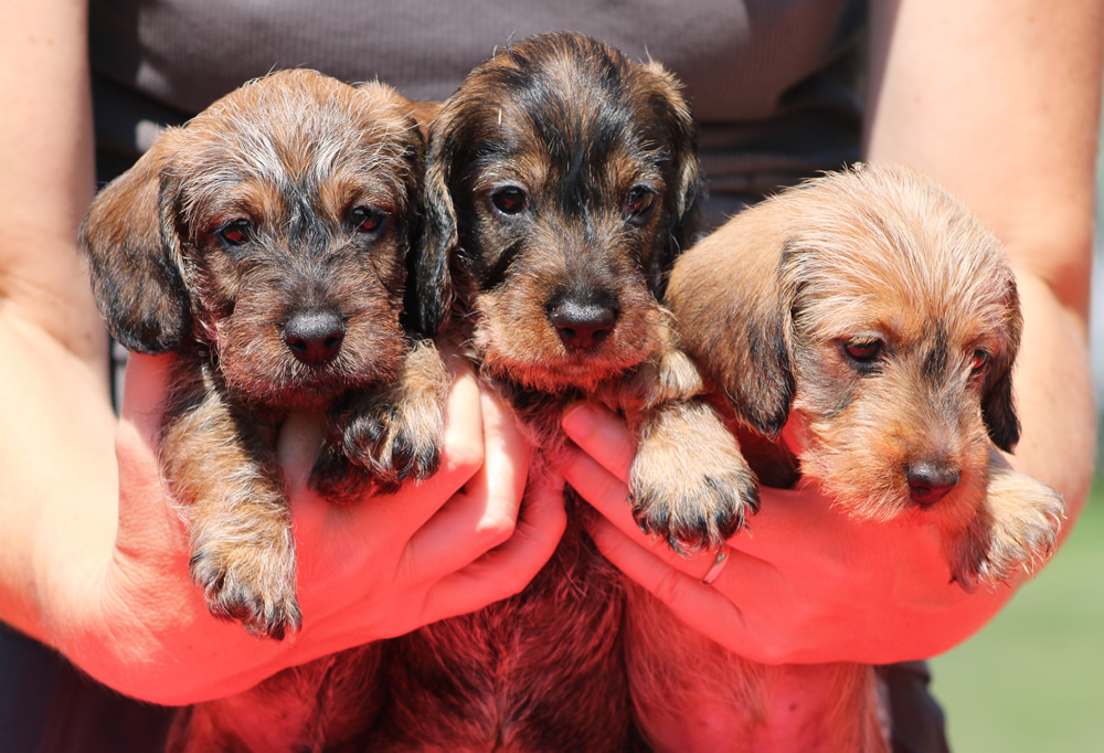 Cuccioli “A” di Casa Mainardi – 37 giorni