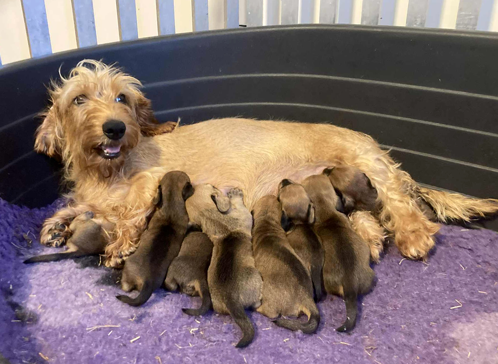Maleducata e i cuccioli “B” di Casa Mainardi a 10 giorni
