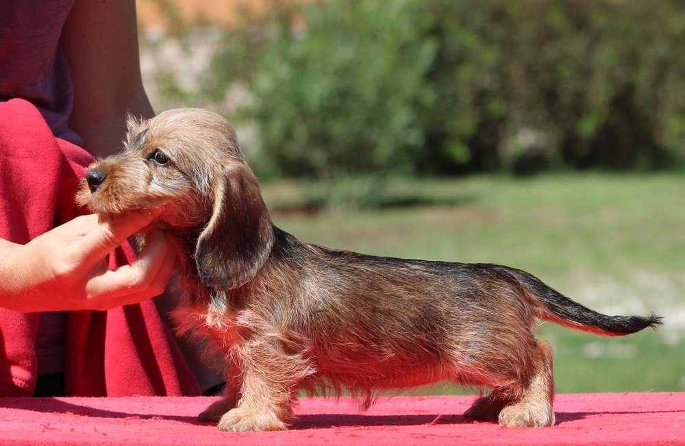 Nuove foto – Cuccioli “A” di Casa Mainardi