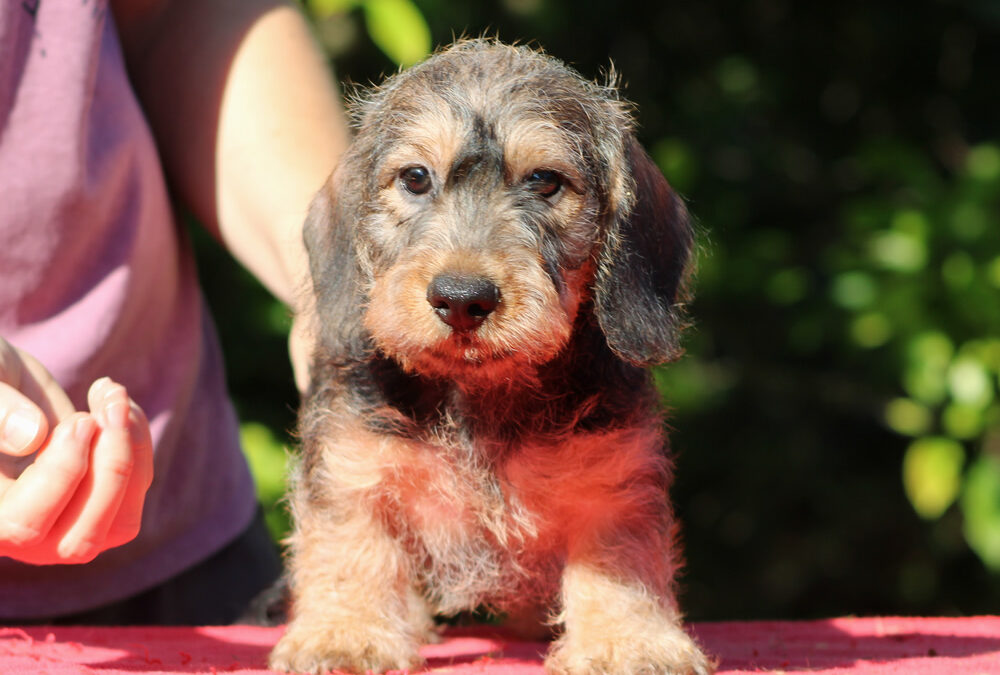 Nuove foto – Cuccioli “F” di Casa Mainardi