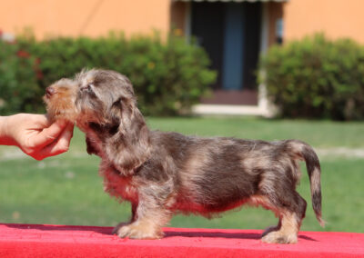 Cucciolata “H” di Casa Mainardi – 19/05/2026
