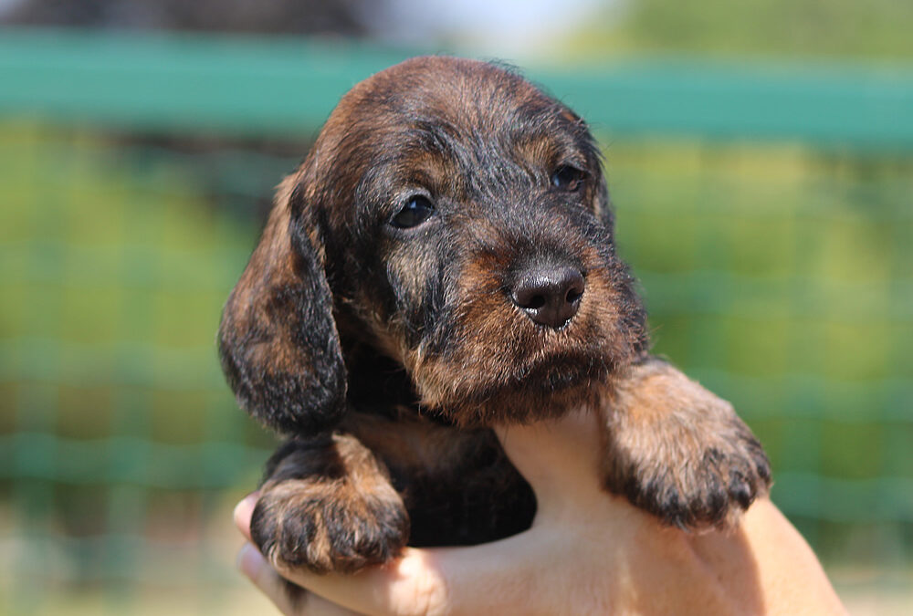 Nuove foto – Cuccioli “I” di Casa Mainardi
