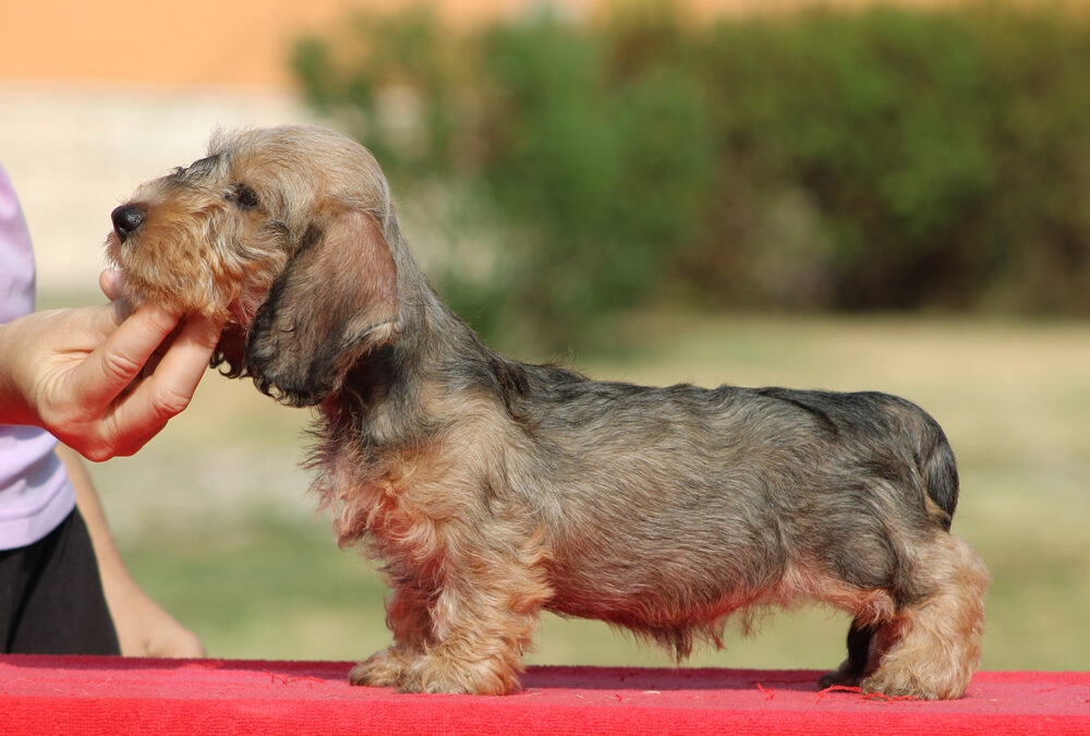 Cuccioli “L” di Casa Mainardi – Foto a 60 giorni