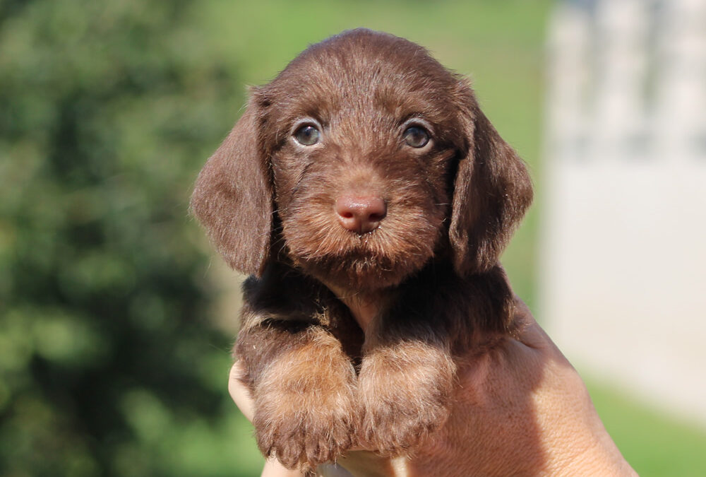 Cuccioli “O” di Casa Mainardi – Prime foto