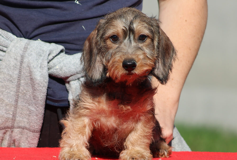 Nuove foto! – Cuccioli “M” di Casa Mainardi